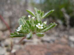 Image of manybranched ipomopsis