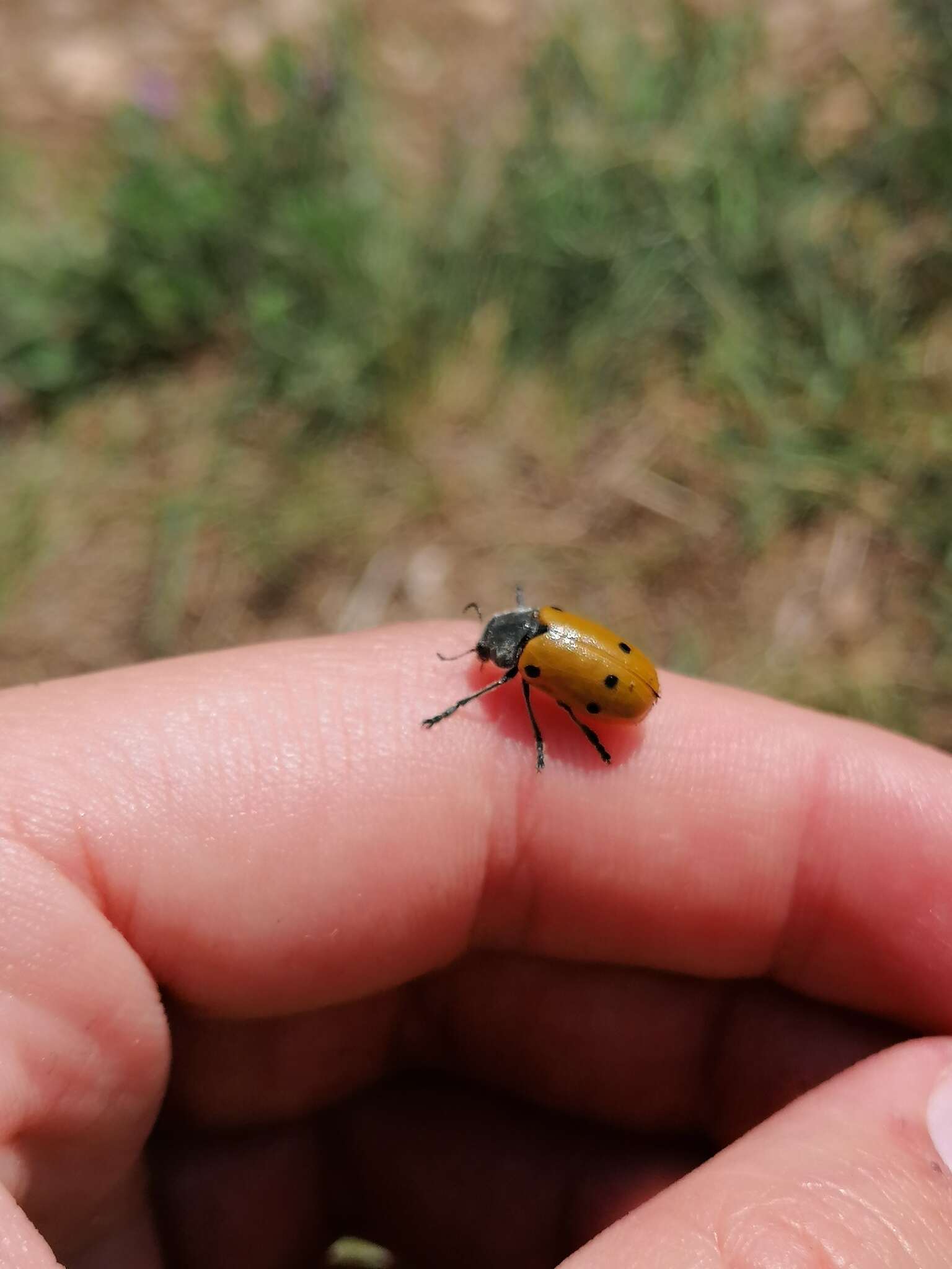 <i>Lachnaia sexpunctata</i> resmi