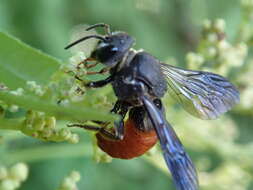 Image of Euaspis basalis (Ritsema 1874)