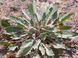 Oenothera cespitosa Nutt. resmi