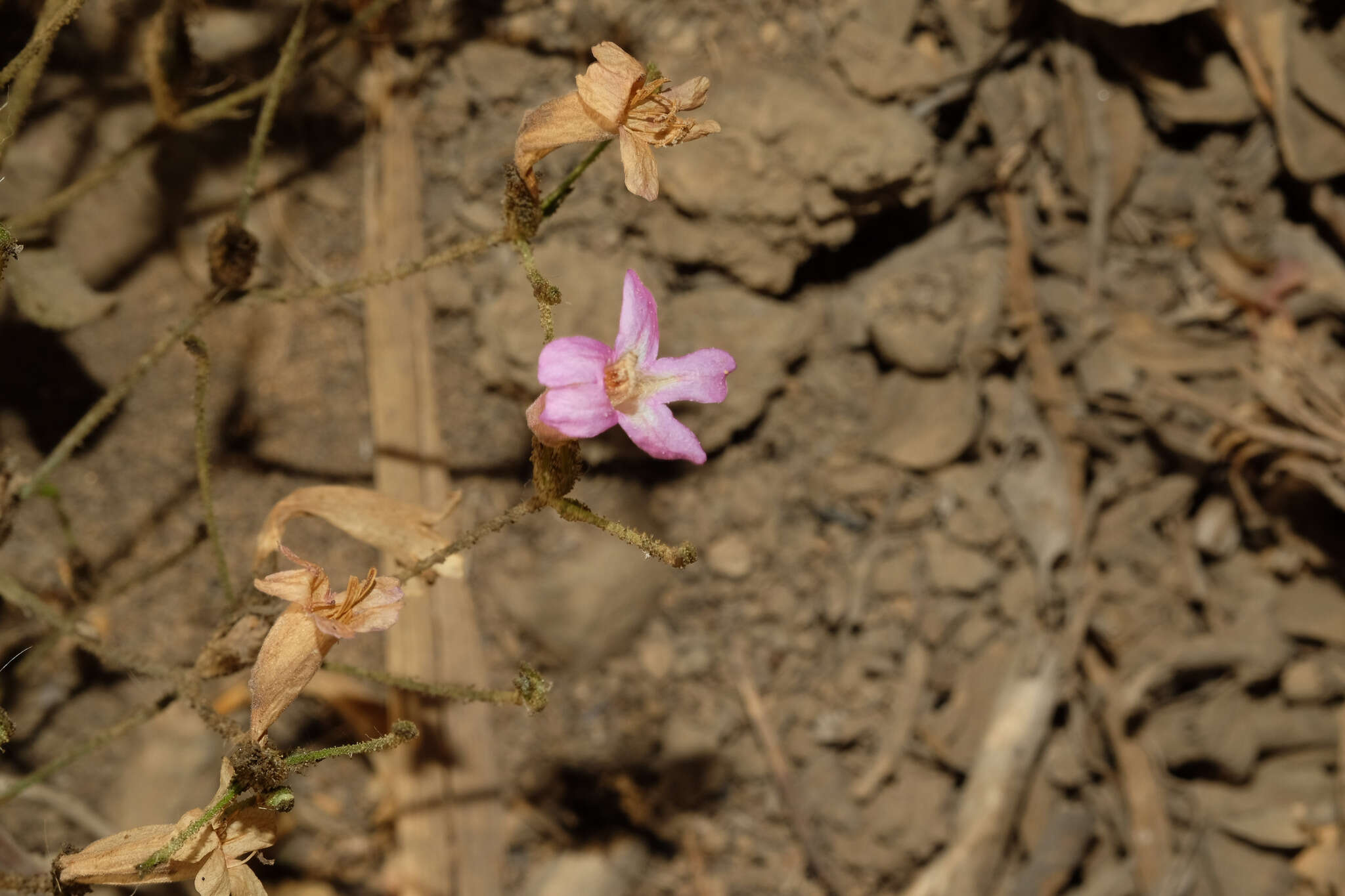 Image of Ruellia floribunda Hook.