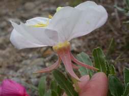 Image de Oenothera cespitosa Nutt.