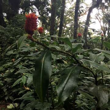 Image of Costus montanus Maas