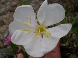 Oenothera cespitosa Nutt. resmi