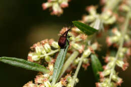 Image of Plum Borer