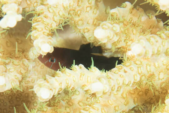 Image of Five-bar coral goby