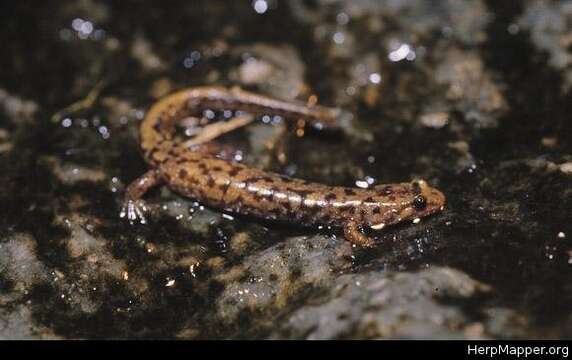 Image of Desmognathus orestes Tilley & Mahoney 1996