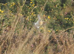 Image of Whinchat