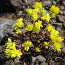 Image of Sierran Mock Stonecrop