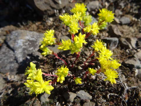 Image of Sierran Mock Stonecrop