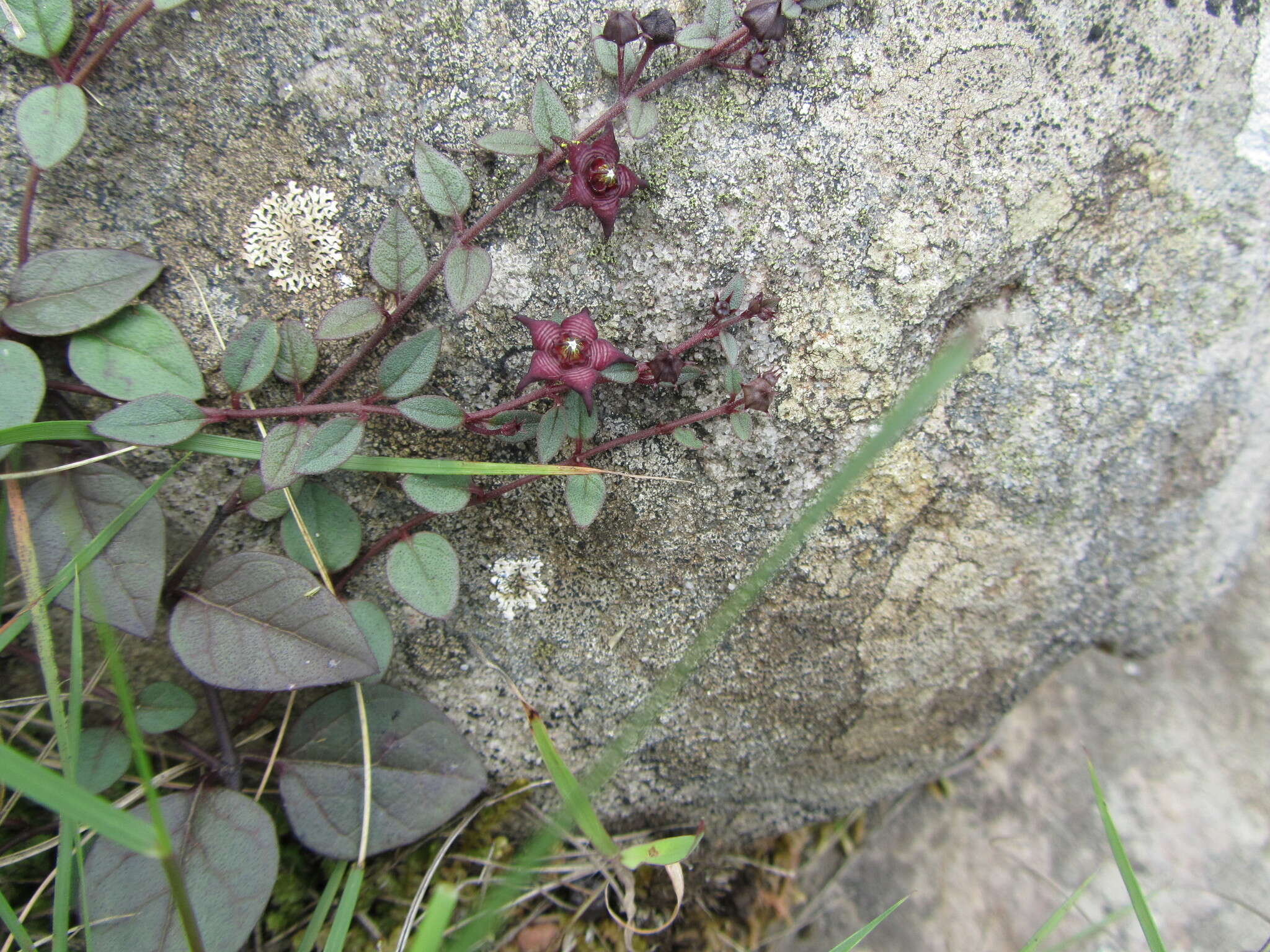 Image of Ceropegia pulchellior Bruyns