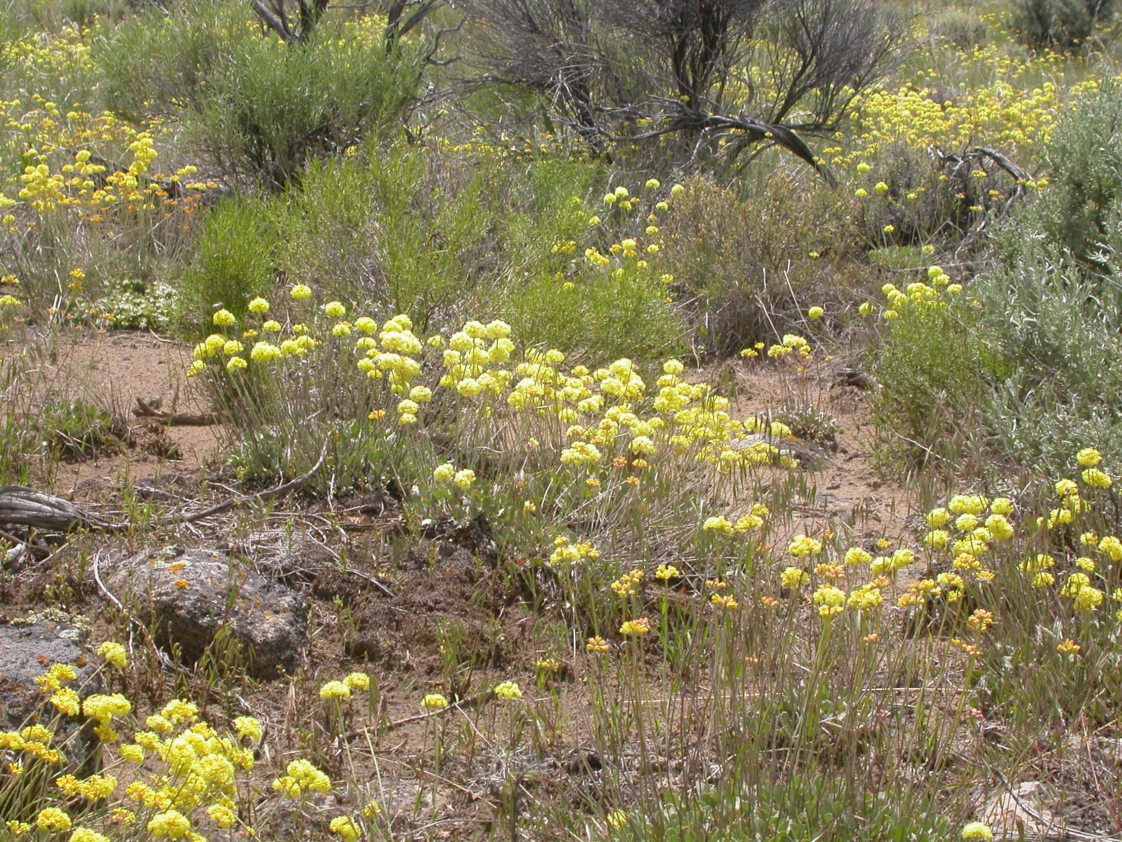 Image of cushion buckwheat