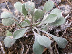 Image of cushion buckwheat