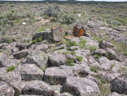 Image of cushion buckwheat