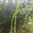 Image of pine barren goldenrod