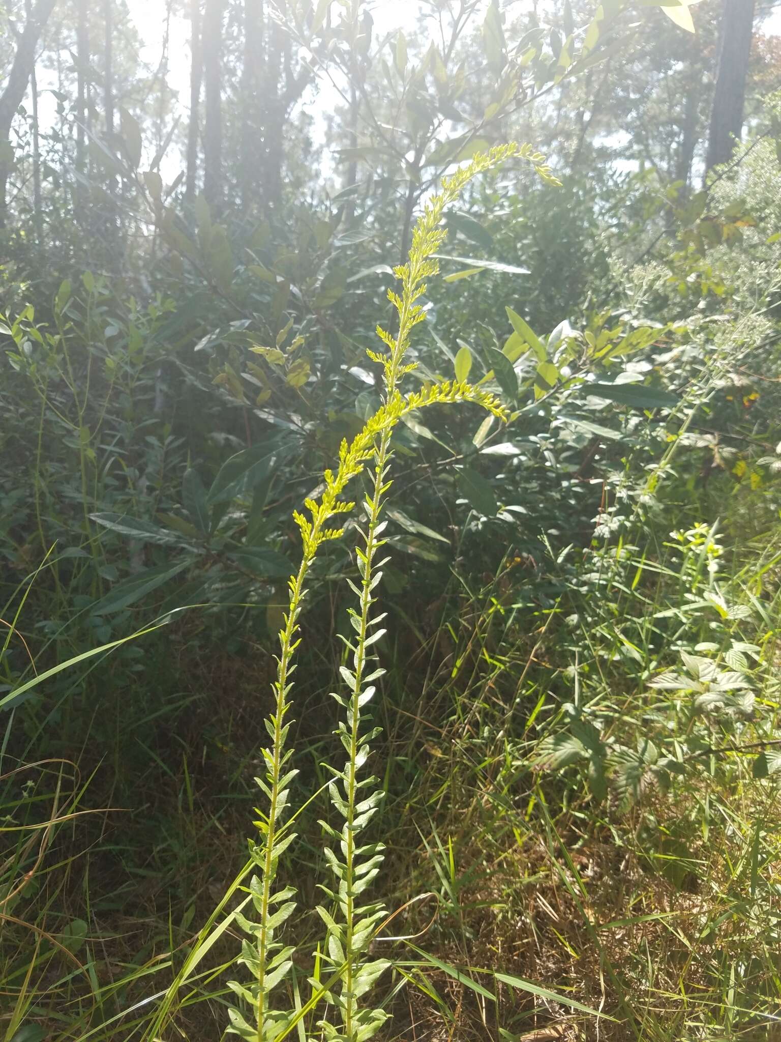 Image of pine barren goldenrod