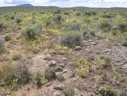 Image of cushion buckwheat