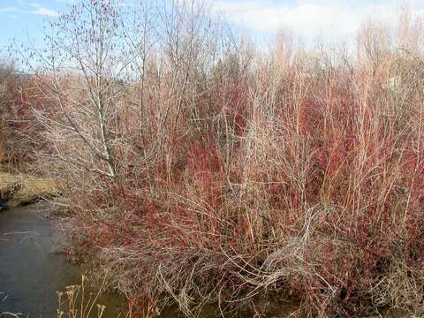 Image of Grey Alder