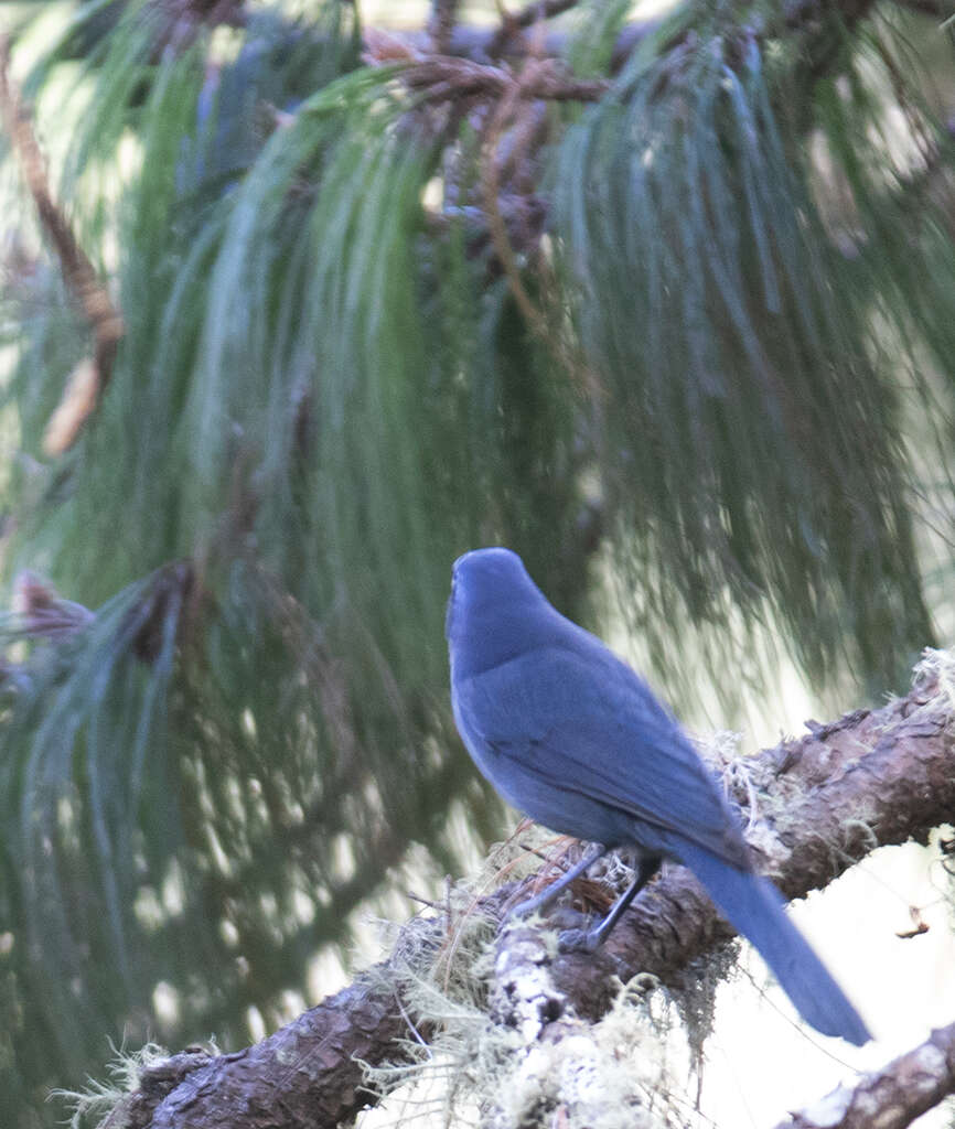 Image of Dwarf Jay