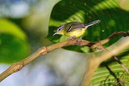 Image of Yellow-breasted Antwren