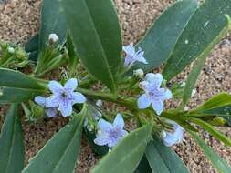 Imagem de Myoporum tetrandrum (Labill.) Domin