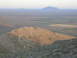 Image of low sagebrush