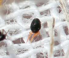 Image of winter grain mites