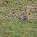 صورة Xerospermophilus perotensis (Merriam 1893)