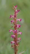 Image of Satyrium longicauda var. jacottetianum (Kraenzl.) A. V. Hall