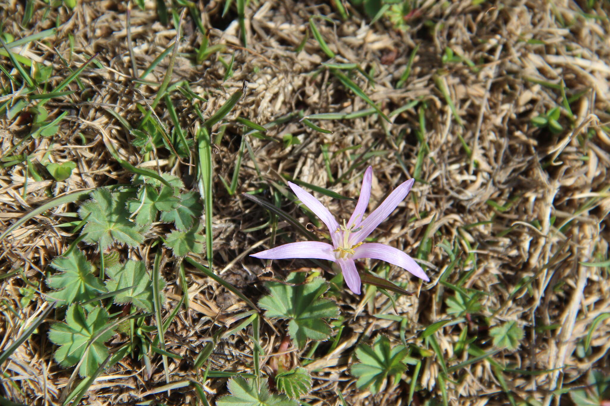 Image of Colchicum trigynum (Steven ex Adam) Stearn