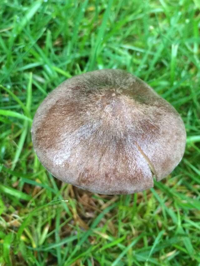 Image of Entoloma porphyrophaeum (Fr.) P. Karst. 1879