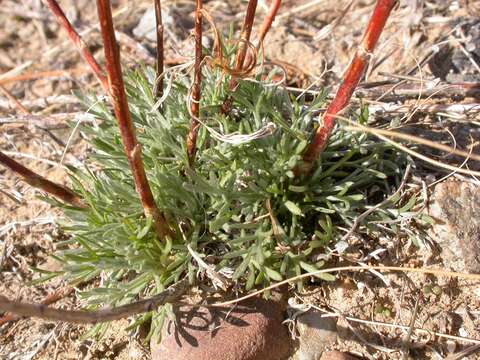 Image of field sagewort