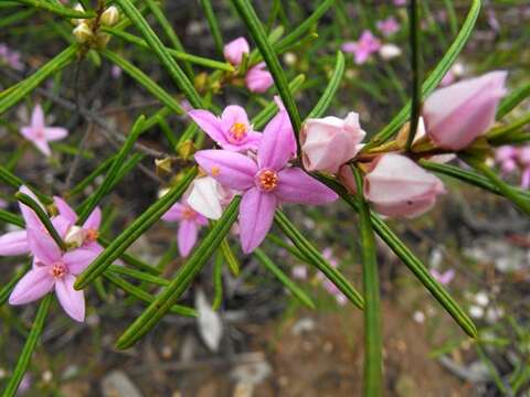 Image of Boronia splendida M. F. Duretto