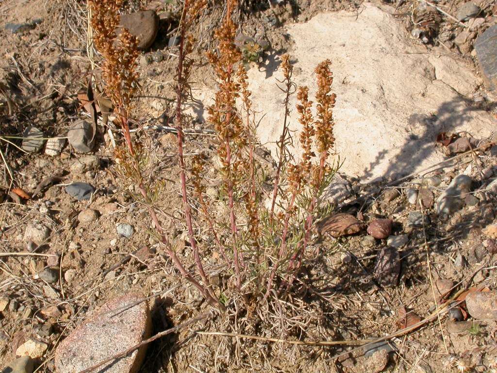 Image of field sagewort