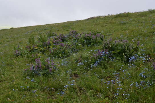 صورة Phlomoides oreophila (Kar. & Kir.) Adylov, Kamelin & Makhm.