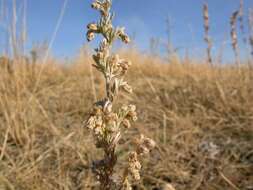 Слика од Artemisia frigida Willd.