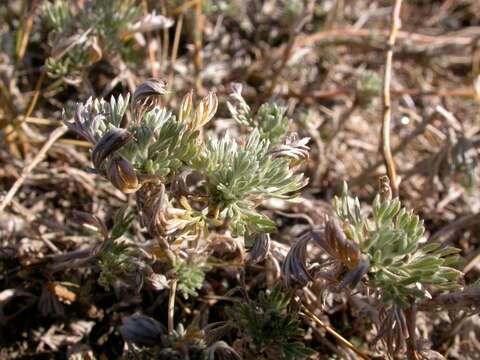 Слика од Artemisia frigida Willd.