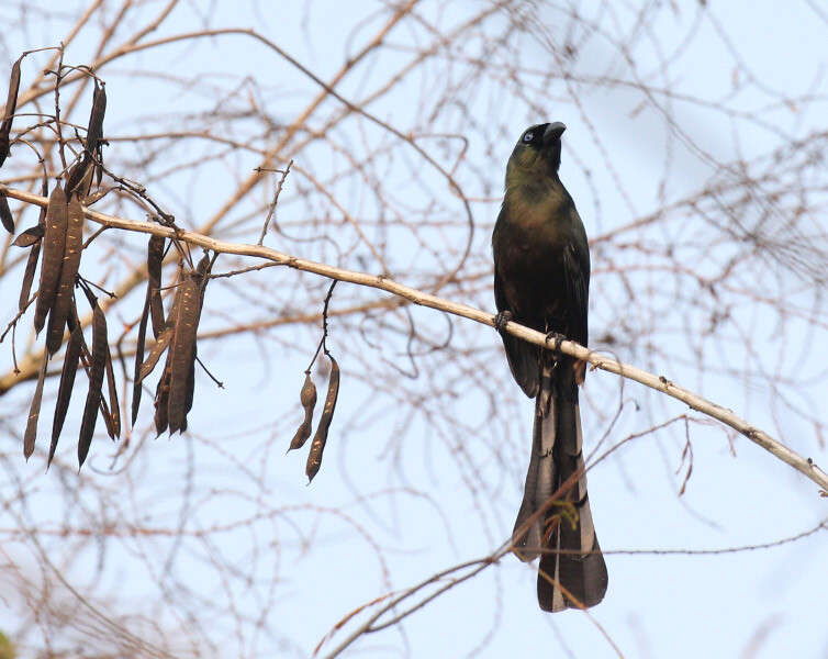 Image of Treepie