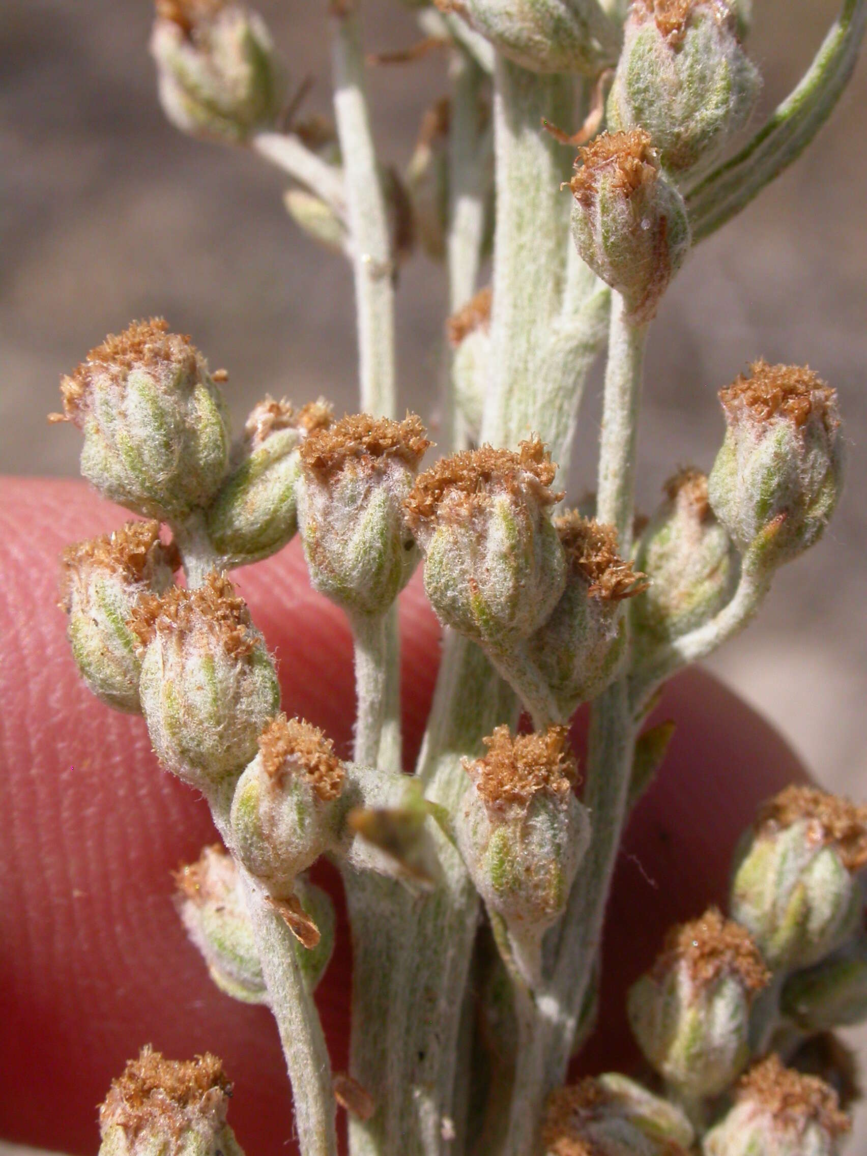 Image of white sagebrush