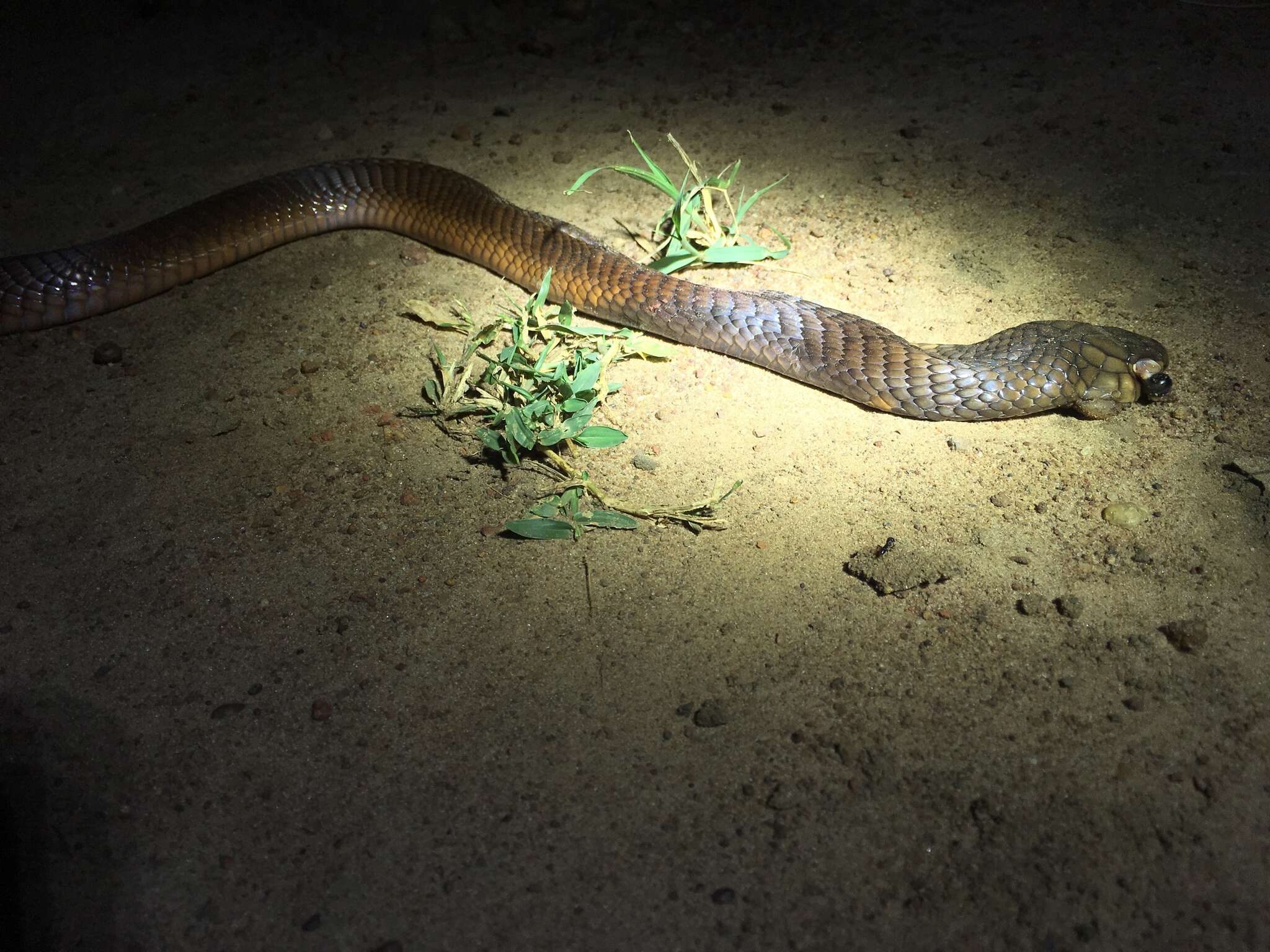 Image of Egyptian Cobra