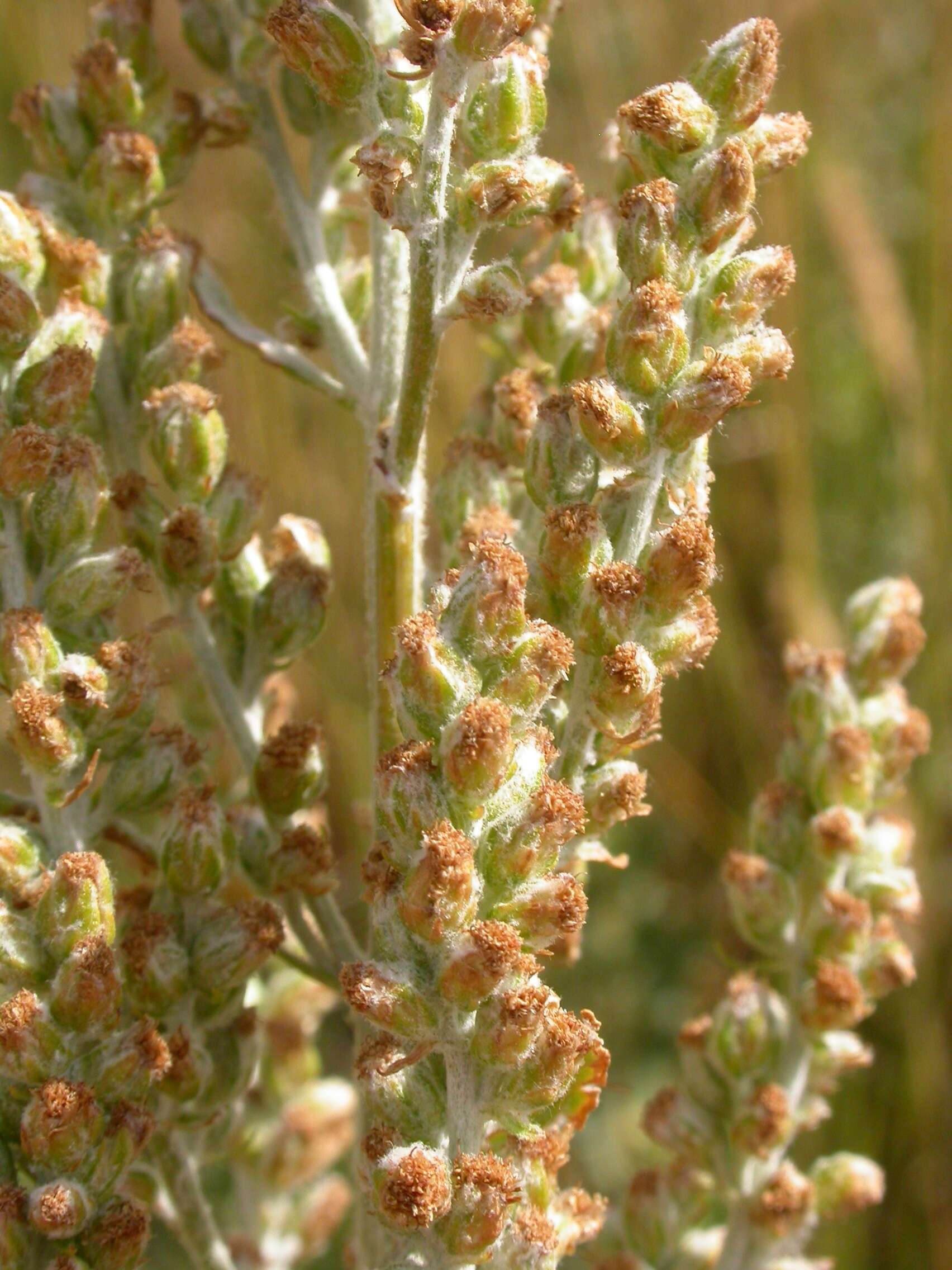 Image of white sagebrush