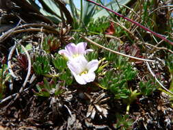 Image of Geranium multipartitum Benth.