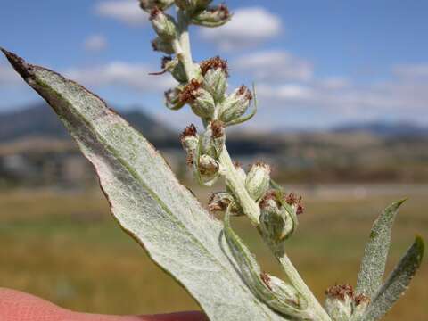 Image of white sagebrush