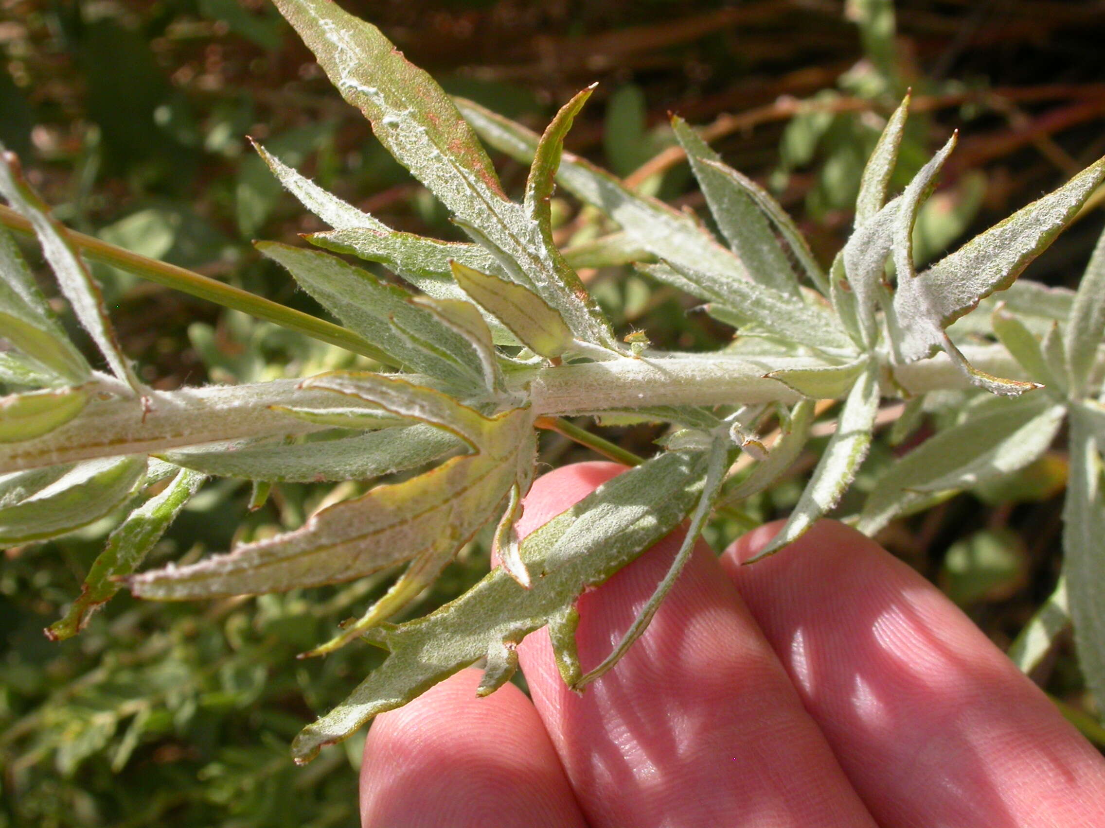 Image of white sagebrush