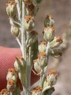 Image of white sagebrush