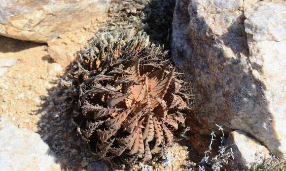 Image of Aloe melanacantha A. Berger