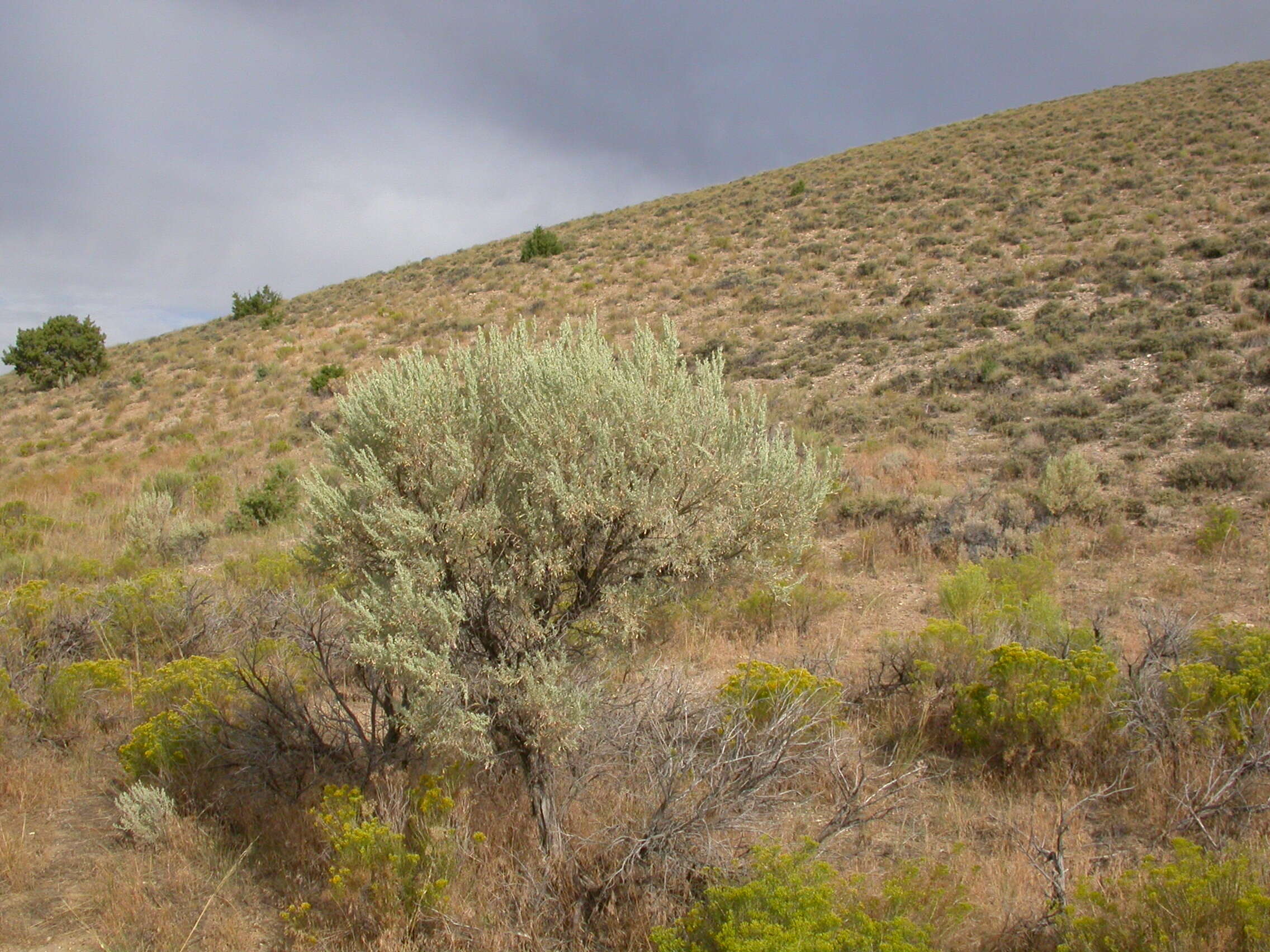 Imagem de Artemisia tridentata (Nutt.) W. A. Weber