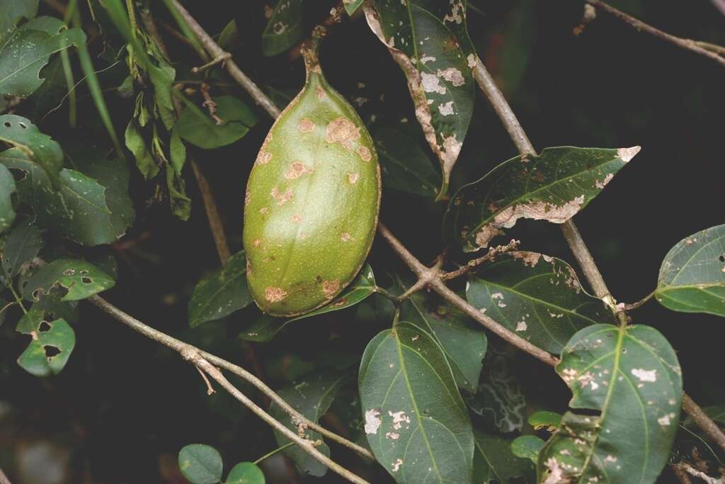 Imagem de Anemopaegma puberulum (Seibert) Miranda