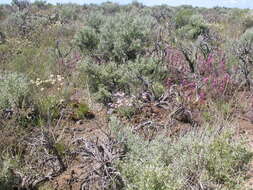 Image of cushion buckwheat