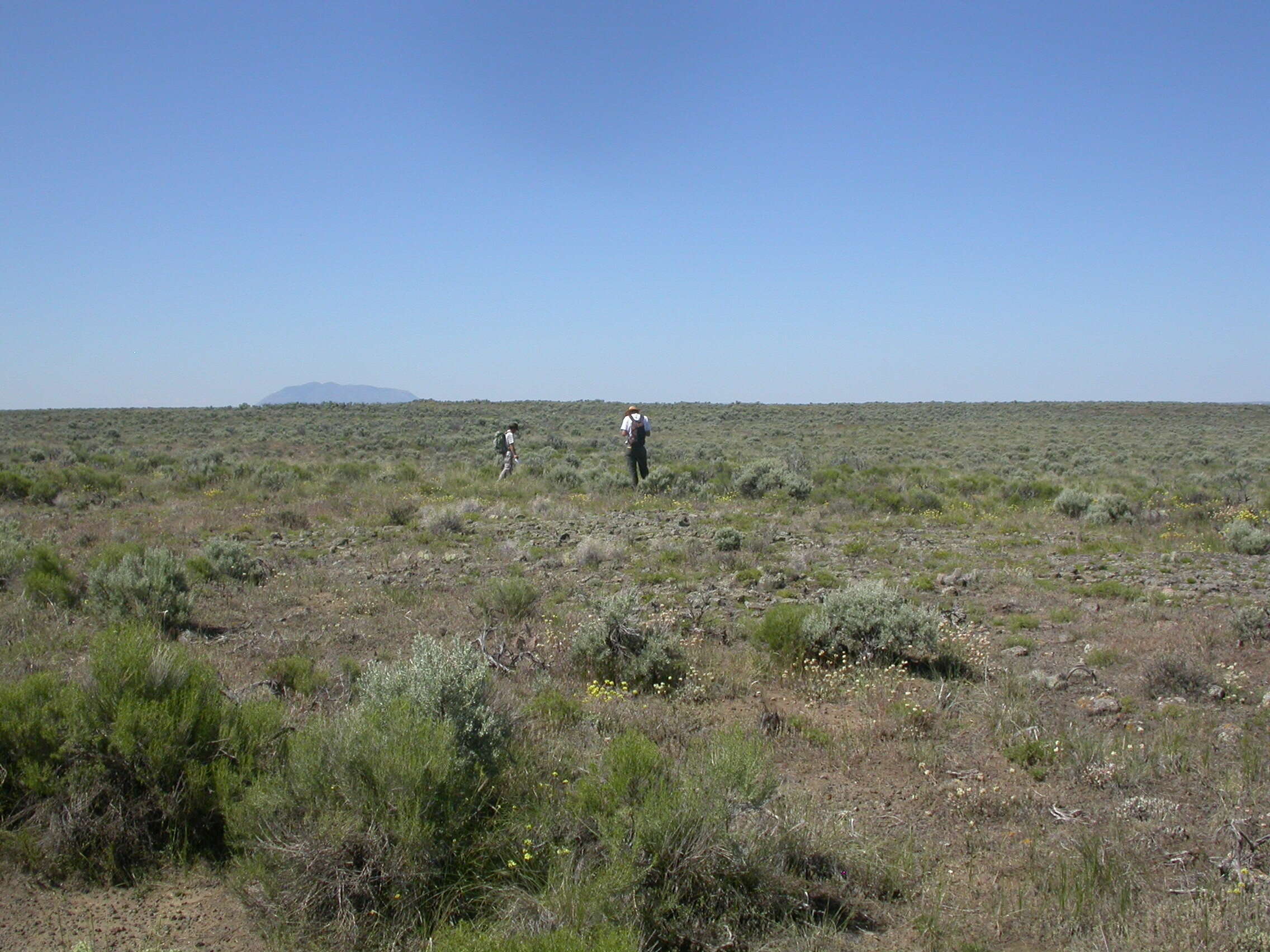 Image of broom snakeweed